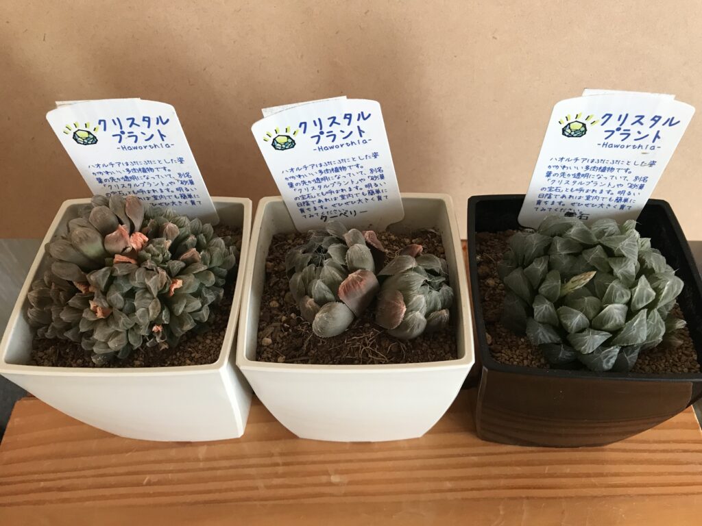 多肉 冬に弱ったハオルチアを植替えてみた ぼっさり島