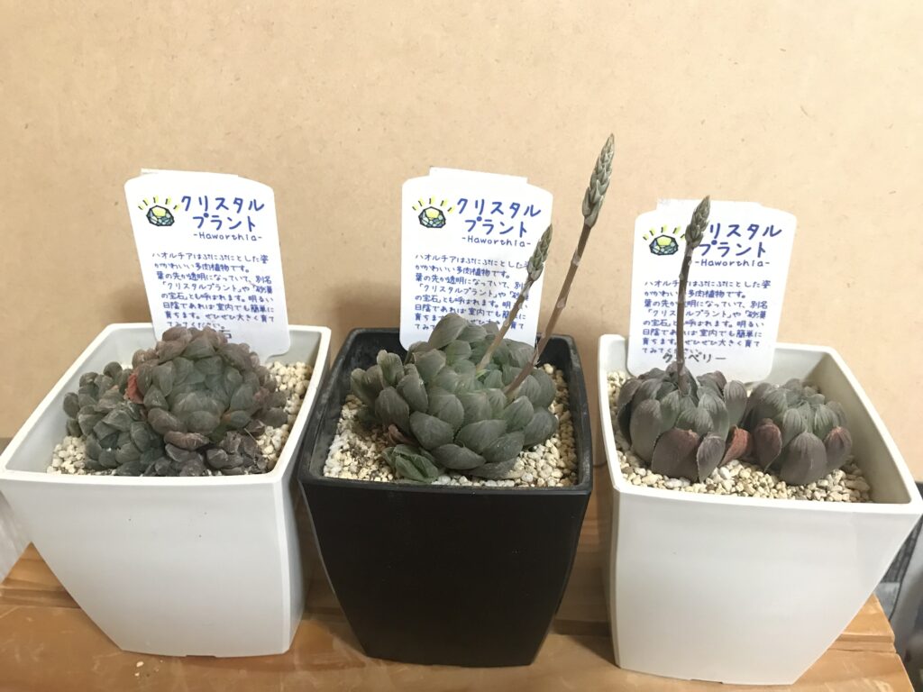 多肉 冬に弱ったハオルチアを植替えてみた ぼっさり島