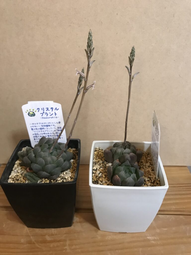 多肉 冬に弱ったハオルチアを植替えてみた ぼっさり島